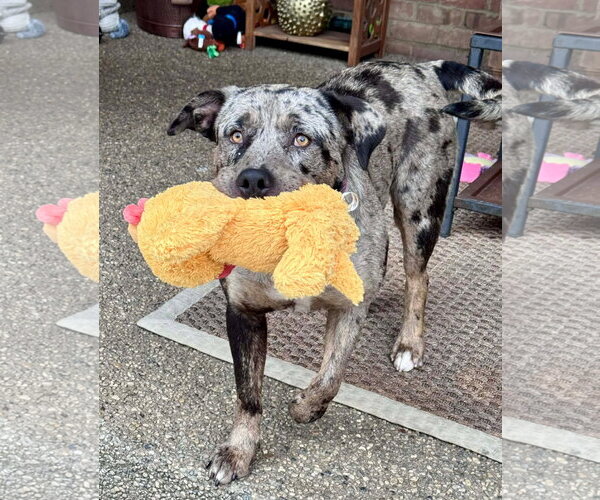 Medium Photo #1 Catahoula Leopard Dog-Unknown Mix Puppy For Sale in Germantown, OH, USA