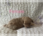 Puppy Red Female Cavapoo