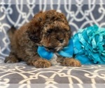Small Photo #3 Havashu-Poodle (Miniature) Mix Puppy For Sale in LAKELAND, FL, USA