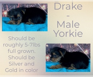 Yorkshire Terrier Puppy for sale in AZLE, TX, USA