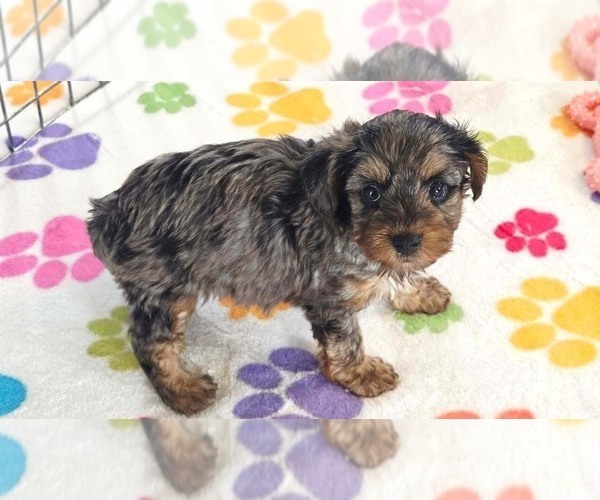 Medium Photo #9 Yorkipoo Puppy For Sale in ORO VALLEY, AZ, USA
