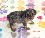 Rocky - Male Yorkipoo Puppy for Sale - Photo #9
