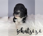 Small Photo #19 Bordoodle Puppy For Sale in CRESTON, OH, USA