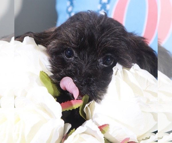 Medium Photo #3 Yorkipoo Puppy For Sale in MOUNT VERNON, OH, USA
