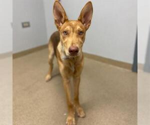 German Shepherd Dog Dogs for adoption in Aurora, CO, USA