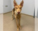 Small German Shepherd Dog