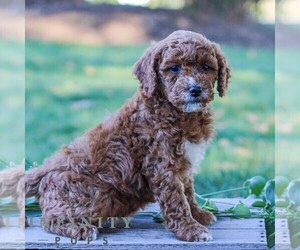 Goldendoodle (Miniature) Puppy for sale in LITITZ, PA, USA