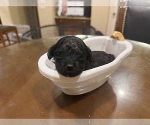 Maltipoo (Toy) Puppy for sale in CARLSBAD, CA, USA
