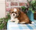 Small Shih Tzu