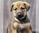 Small #4 Boxer Mix