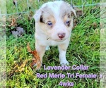 Puppy Lavender Collar Border Collie