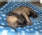 Small Photo #304 Belgian Malinois Puppy For Sale in REESEVILLE, WI, USA