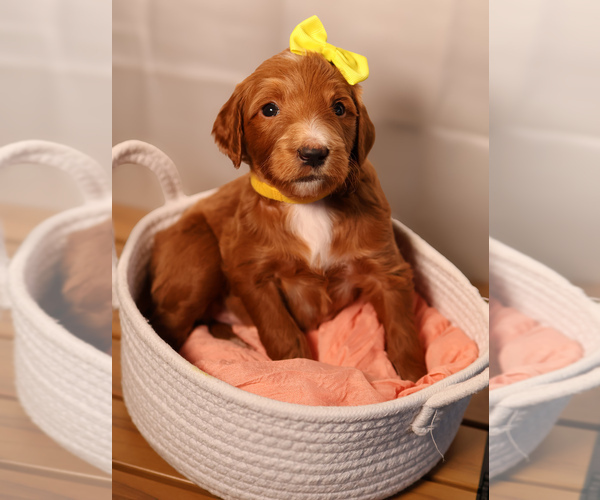 Medium Photo #32 Goldendoodle Puppy For Sale in MIAMI, FL, USA