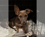 Small #2 Dachshund Mix