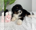 Small Photo #4 Bernedoodle (Miniature) Puppy For Sale in FRANKLIN, IN, USA