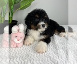 Small #3 Bernedoodle (Miniature)