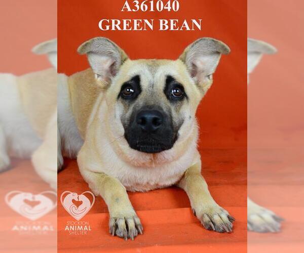 Medium Photo #2 German Shepherd Dog Puppy For Sale in Stockton, CA, USA