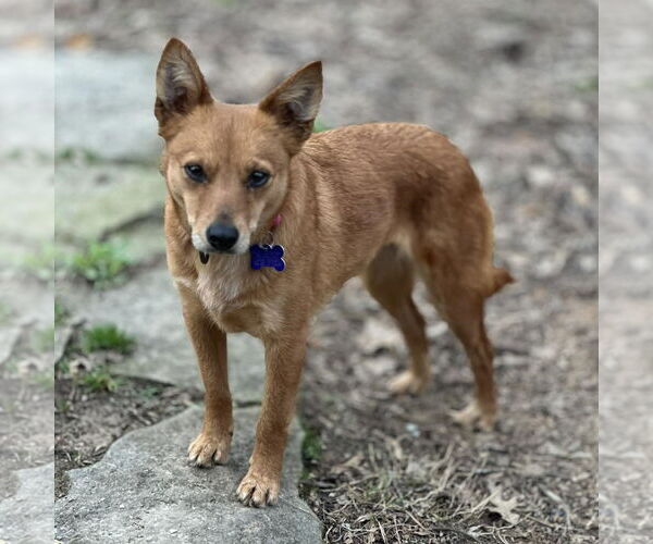 Medium Photo #4 Rat-Cha Puppy For Sale in Cookeville, TN, USA