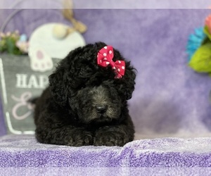 Goldendoodle (Miniature) Puppy for sale in LANCASTER, PA, USA