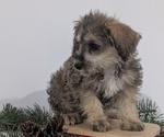 Small Photo #5 Schnoodle (Miniature) Puppy For Sale in GOSHEN, IN, USA