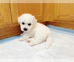 Small #2 Bichon Frise