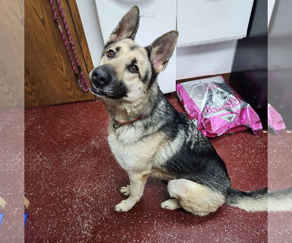 Medium Photo #7 German Shepherd Dog Puppy For Sale in Fargo, ND, USA