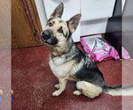 Small #6 German Shepherd Dog