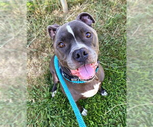 Mutt Dogs for adoption in Sacramento, CA, USA