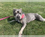 Small #1 Bulldog Mix