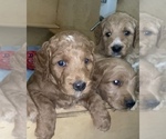 Small Photo #8 Goldendoodle Puppy For Sale in BREA, CA, USA