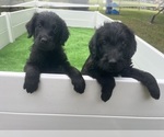 Small #19 Labradoodle