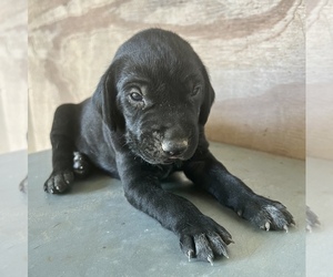 German Shorthaired Pointer Puppy for sale in WARSAW, NC, USA