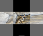 Small #2 Chihuahua