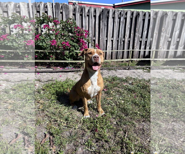 Medium Photo #4 Mutt Puppy For Sale in  Gainesville, FL, USA