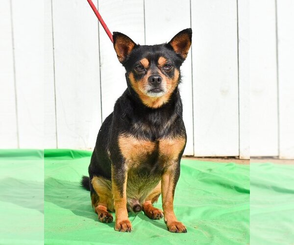 Medium Photo #5 Chipin Puppy For Sale in Newport Beach, CA, USA