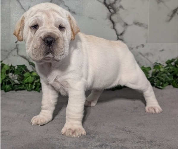 Medium Photo #2 Cocker-Pei Puppy For Sale in GOSHEN, IN, USA