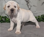 Small #1 Cocker-Pei