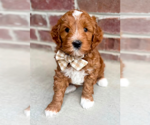Medium Photo #1 Double Doodle Puppy For Sale in VINEYARD, UT, USA