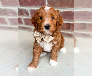 Father of the Double Doodle puppies born on 04/12/2025