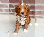 Small Photo #1 Double Doodle Puppy For Sale in VINEYARD, UT, USA