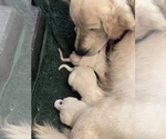 Puppy 6 English Cream Golden Retriever