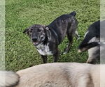 Small #3 Great Pyrenees Mix