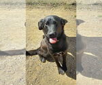 Small #1 Labrador Retriever Mix
