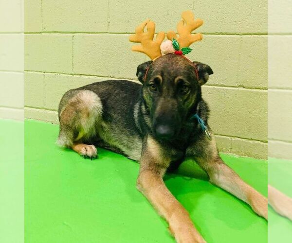 Medium Photo #2 German Shepherd Dog-Norwegian Elkhound Mix Puppy For Sale in Clayton, CA, USA