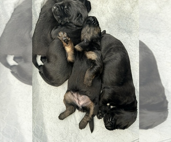 Medium Photo #7 Labradoodle Puppy For Sale in PRESCOTT VALLEY, AZ, USA