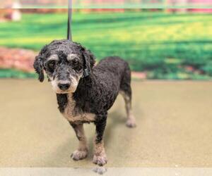 Poodle (Miniature)-Unknown Mix Dogs for adoption in Moreno Valley, CA, USA