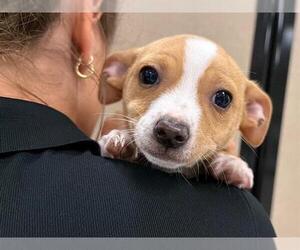 Rat Terrier-Unknown Mix Dogs for adoption in Santa Rosa, CA, USA