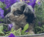 Small Photo #5 Aussiedoodle Miniature  Puppy For Sale in GARLAND, KS, USA