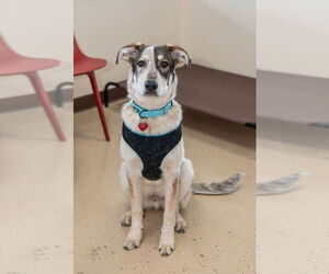 Rumble - Male Mutt Dog for Adoption - Photo #2