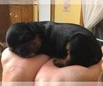 Small Photo #3 Cavalier King Charles Spaniel Puppy For Sale in EL DORADO SPG, MO, USA